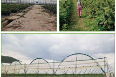 5_Rain-Shelter-Greenhouse
