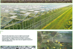 6_Venlo-Greenhouse