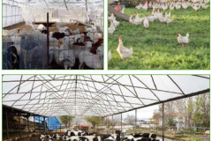 9_Poultry-Greenhouse