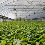 green house, green house indonesia, rumah kaca, rumah kaca indonesia, greenhouse Indonesia, Produksi Greenhouse, Produksi Green house, pabrik Greenhouse, pabrik Green house, supplier greenhouse, supplier green house, distributor greenhouse, distributor green house, jual greenhouse, jual green house, harga greenhouse, harga green house, greenhouse murah, green house murah, greenhouse terdekat, green house terdekat, Greenhouse pertanian, Green house pertanian, Sistem greenhouse, Sistem green house, Greenhouse modern, Green house modern, Greenhouse untuk pertanian hidroponik, Green house untuk pertanian hidroponik, Greenhouse pertanian hidroponik, Green house pertanian hidroponik, Produksi greenhouse di Indonesia, Produksi green house di Indonesia, Produksi greenhouse Indonesia, Produksi green house Indonesia, Sistem greenhouse untuk tanaman sayuran, Sistem green house untuk tanaman sayuran, Sistem greenhouse tanaman sayuran, Sistem green house tanaman sayuran, Greenhouse otomatis, Green house otomatis, Greenhouse untuk tanaman buah, Green house untuk tanaman buah, Greenhouse tanaman buah, Green house tanaman buah, Greenhouse di Jakarta, Green house di Jakarta, Greenhouse Jakarta, Green house Jakarta, Produksi greenhouse di Jawa Barat, Produksi green house di Jawa Barat, Greenhouse pertanian di Indonesia, Green house pertanian di Indonesia, Sistem greenhouse untuk pertanian di daerah tropis, Sistem green house untuk pertanian di daerah tropis, Greenhouse untuk pertanian vertikal, Green house untuk pertanian vertikal, Greenhouse pertanian vertikal, Green house pertanian vertikal, Sistem greenhouse untuk tanaman hias, Sistem green house untuk tanaman hias, Sistem greenhouse tanaman hias, Sistem green house tanaman hias, Greenhouse otomatis untuk pertanian, Green house otomatis untuk pertanian,  Green house otomatis pertanian, Green house otomatis pertanian, Greenhouse pintar untuk pertanian modern, Green house pintar untuk pertanian modern, Greenhouse pintar pertanian modern, Green house pintar pertanian modern, green house adalah, greenhouse adalah, produk green house, produk greenhouse, green house hidroponik, greenhouse hidroponik, green house jember, green house sidoarjo, green house surabaya, green house di surabaya, green house malang, green house di malang, green house di sidoarjo, green house lamongan, green house fisiologi, green house tanaman, green house lamongan, green house bojonegoro, green house tuban, green house mojokerto, green house jombang, green house banyuwangi, green house jatim, green house jawa timur, green house ngawi, green house magetan, green house madiun, green house lumajang, green house situbondo, green house madura, green house kediri, green house tulungagung, green house bandung, green house jogja, green house bali, green house kalimantan, green house makassar, green house papua, green house irian, green house sulawesi, green house bandung, green house semarang, green house indonesa