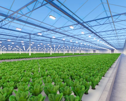 green house, green house indonesia, rumah kaca, rumah kaca indonesia, greenhouse Indonesia, Produksi Greenhouse, Produksi Green house, pabrik Greenhouse, pabrik Green house, supplier greenhouse, supplier green house, distributor greenhouse, distributor green house, jual greenhouse, jual green house, harga greenhouse, harga green house, greenhouse murah, green house murah, greenhouse terdekat, green house terdekat, Greenhouse pertanian, Green house pertanian, Sistem greenhouse, Sistem green house, Greenhouse modern, Green house modern, Greenhouse untuk pertanian hidroponik, Green house untuk pertanian hidroponik, Greenhouse pertanian hidroponik, Green house pertanian hidroponik, Produksi greenhouse di Indonesia, Produksi green house di Indonesia, Produksi greenhouse Indonesia, Produksi green house Indonesia, Sistem greenhouse untuk tanaman sayuran, Sistem green house untuk tanaman sayuran, Sistem greenhouse tanaman sayuran, Sistem green house tanaman sayuran, Greenhouse otomatis, Green house otomatis, Greenhouse untuk tanaman buah, Green house untuk tanaman buah, Greenhouse tanaman buah, Green house tanaman buah, Greenhouse di Jakarta, Green house di Jakarta, Greenhouse Jakarta, Green house Jakarta, Produksi greenhouse di Jawa Barat, Produksi green house di Jawa Barat, Greenhouse pertanian di Indonesia, Green house pertanian di Indonesia, Sistem greenhouse untuk pertanian di daerah tropis, Sistem green house untuk pertanian di daerah tropis, Greenhouse untuk pertanian vertikal, Green house untuk pertanian vertikal, Greenhouse pertanian vertikal, Green house pertanian vertikal, Sistem greenhouse untuk tanaman hias, Sistem green house untuk tanaman hias, Sistem greenhouse tanaman hias, Sistem green house tanaman hias, Greenhouse otomatis untuk pertanian, Green house otomatis untuk pertanian,  Green house otomatis pertanian, Green house otomatis pertanian, Greenhouse pintar untuk pertanian modern, Green house pintar untuk pertanian modern, Greenhouse pintar pertanian modern, Green house pintar pertanian modern, green house adalah, greenhouse adalah, produk green house, produk greenhouse, green house hidroponik, greenhouse hidroponik, green house jember, green house sidoarjo, green house surabaya, green house di surabaya, green house malang, green house di malang, green house di sidoarjo, green house lamongan, green house fisiologi, green house tanaman, green house lamongan, green house bojonegoro, green house tuban, green house mojokerto, green house jombang, green house banyuwangi, green house jatim, green house jawa timur, green house ngawi, green house magetan, green house madiun, green house lumajang, green house situbondo, green house madura, green house kediri, green house tulungagung, green house bandung, green house jogja, green house bali, green house kalimantan, green house makassar, green house papua, green house irian, green house sulawesi, green house bandung, green house semarang, green house indonesa